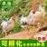 彩凤鸡种蛋受精蛋可孵化受精卵观赏鸡土鸡农场高产蛋代孵化苗