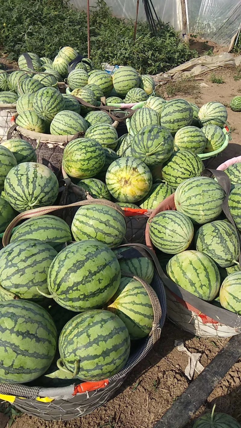 【8424西瓜】超甜口感好基地直发量大从优欢迎批发