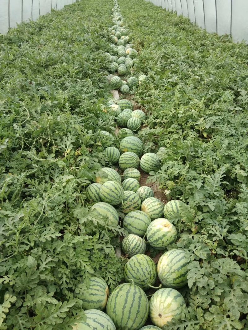 【8424西瓜】超甜口感好基地直发量大从优欢迎批发