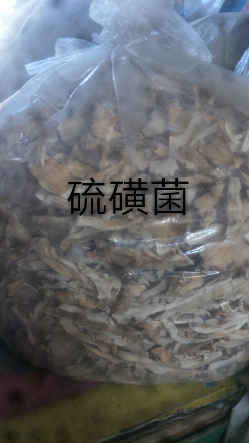 长白山野生硫磺菌树鸡蘑黄灵芝