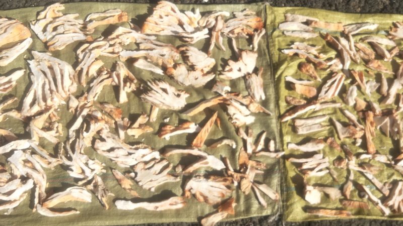 长白山野生硫磺菌树鸡蘑黄灵芝