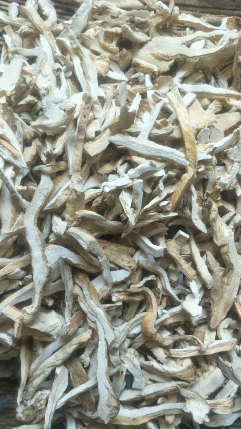 长白山野生硫磺菌树鸡蘑黄灵芝