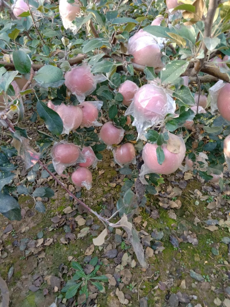 【卖家推荐】苹果70起步，基地直销价格低