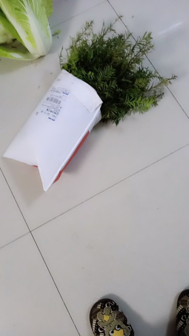 红豆杉苗红豆杉苗红豆杉苗红豆杉红豆杉苗红豆杉苗红豆杉苗红