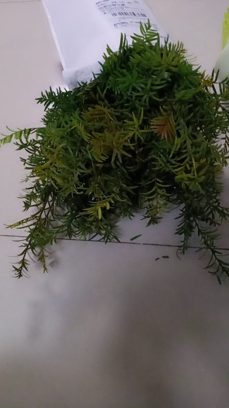 红豆杉苗红豆杉苗红豆杉苗红豆杉红豆杉苗红豆杉苗红豆杉苗红
