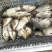 精养精品湘银鲫黑坑垂钓专供