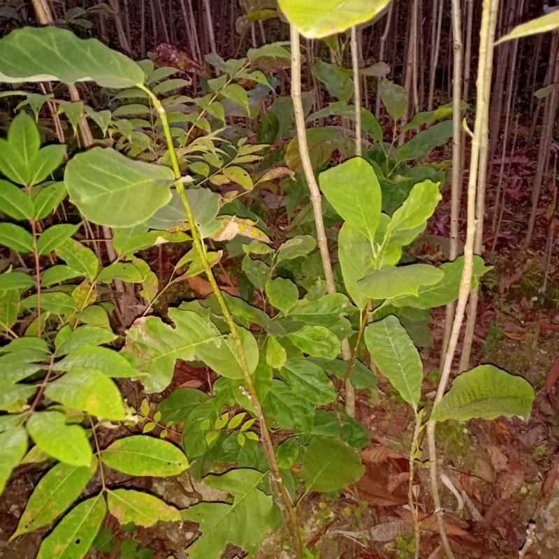 红玉兰苗地栽苗40一90cm红玉兰苗地栽苗50~