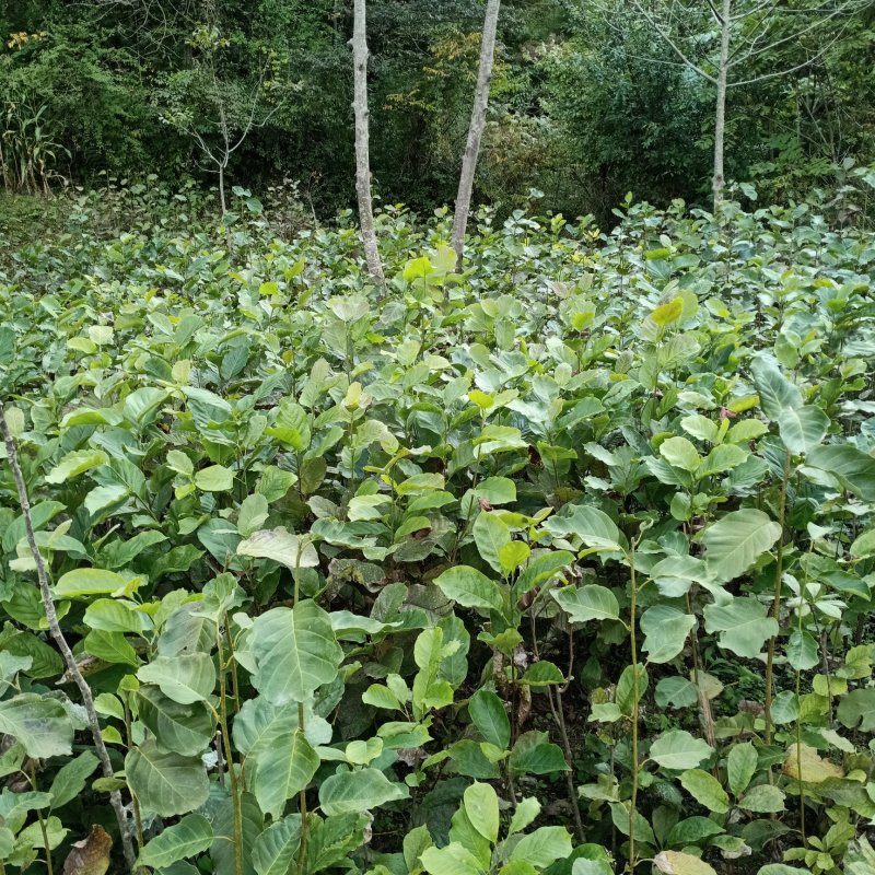 红玉兰苗地栽苗40一90cm红玉兰苗地栽苗50~