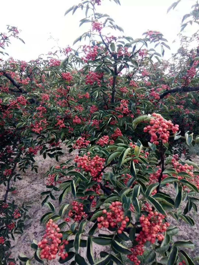 大红袍花椒苗1年2年苗种苗，果味纯正，质量保证根系发达