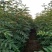大红袍花椒苗1年2年苗种苗，果味纯正，质量保证根系发达