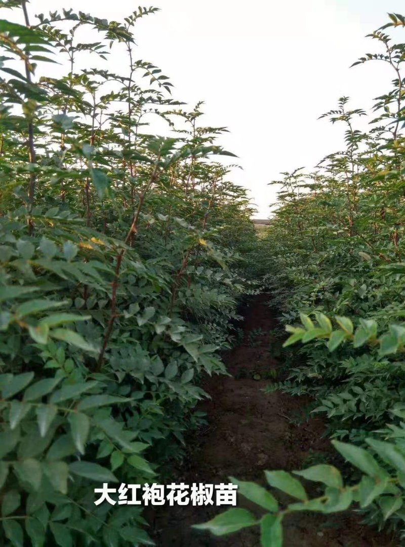 大红袍花椒苗1年2年苗种苗，果味纯正，质量保证根系发达