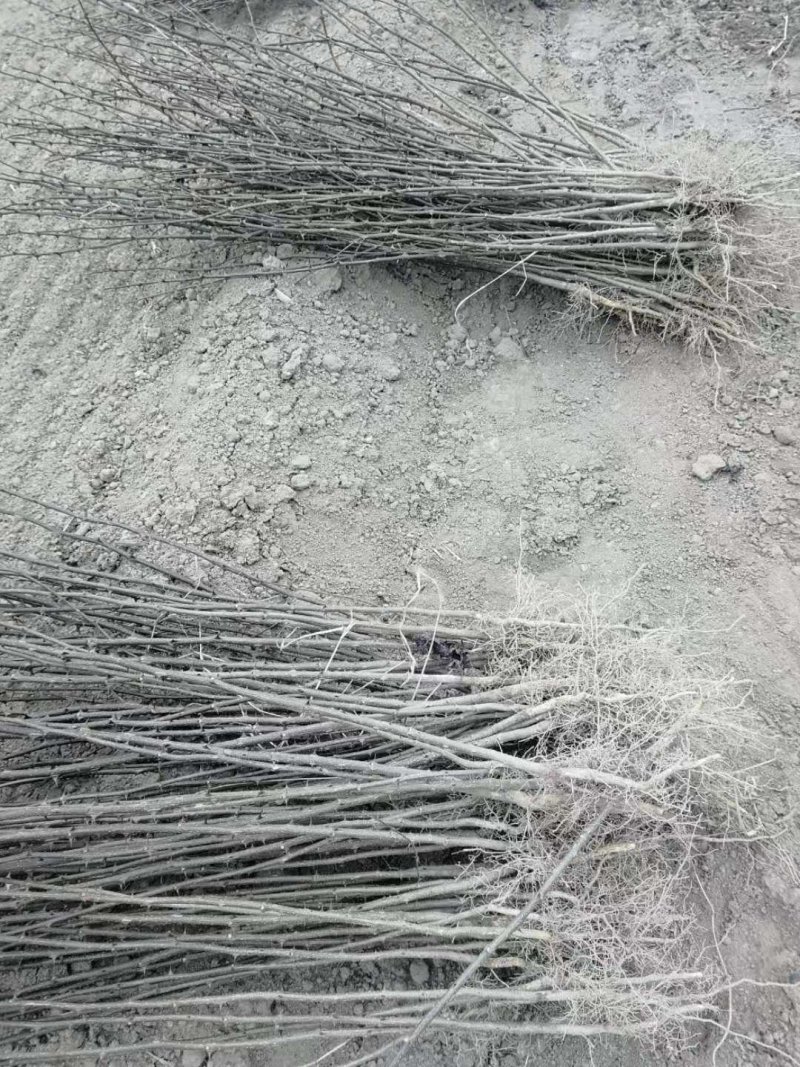 大红袍花椒苗1年2年苗种苗，果味纯正，质量保证根系发达