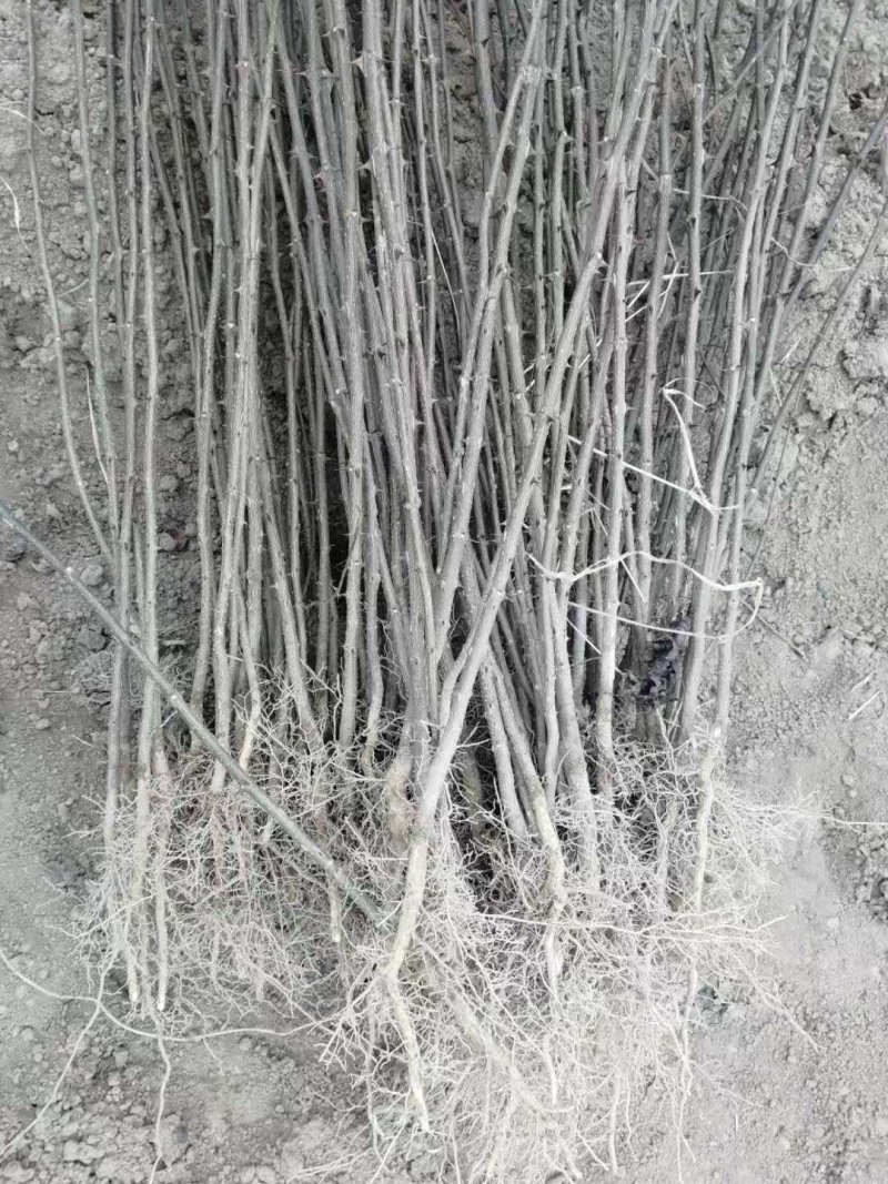 大红袍花椒苗1年2年苗种苗，果味纯正，质量保证根系发达
