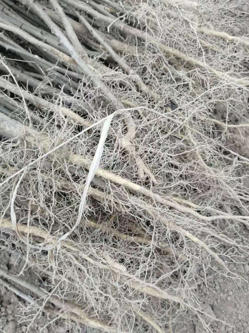 大红袍花椒苗1年2年苗种苗，果味纯正，质量保证根系发达