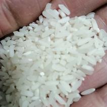直销农家自种一季稻稻谷大米，2020新米软米