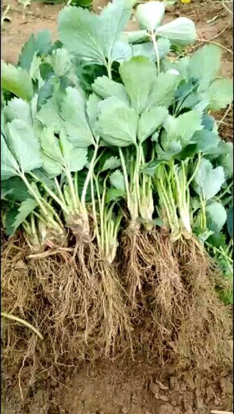基地直销随珠章姬草莓苗成活率高的妙香7号草莓苗穴盘苗价格