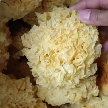 古田银耳订做各种规格