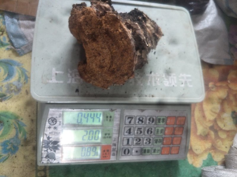 长白山野生桦褐孔菌桦树黄