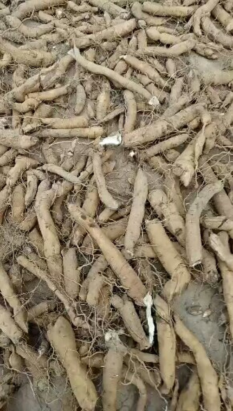 改良玄参牙产量高产地亳州市卫岗镇地产中药材玄参牙