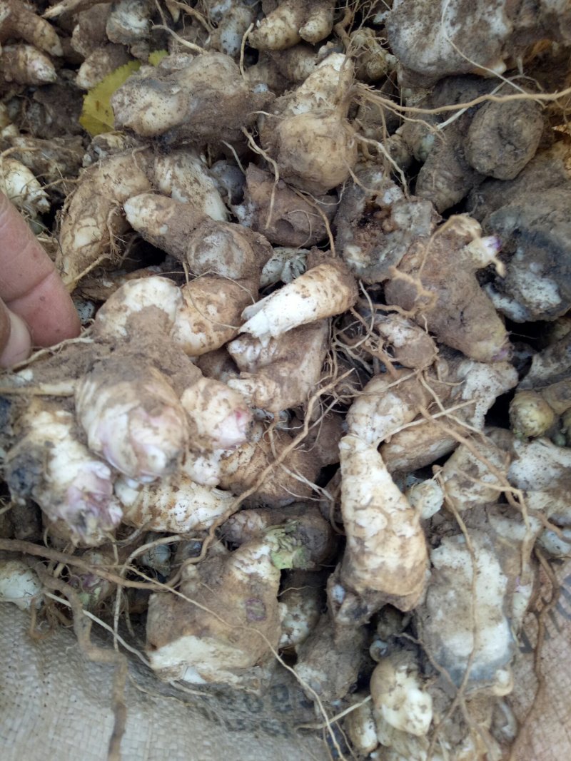 改良玄参牙产量高产地亳州市卫岗镇地产中药材玄参牙