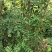 大红袍花椒苗,规格.0.80公分(温馨提示:不包邮)