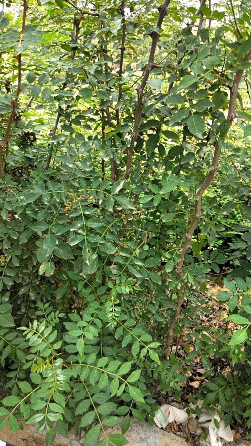 大红袍花椒苗，规格.0.80公分（温馨提示：不包邮）