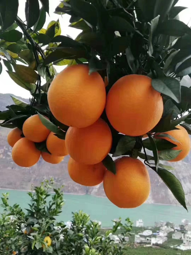 雷波脐橙纽荷尔