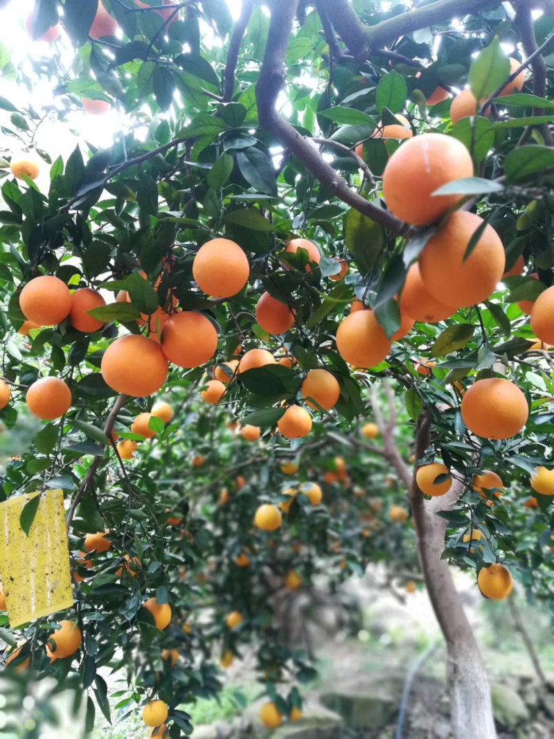 雷波脐橙纽荷尔