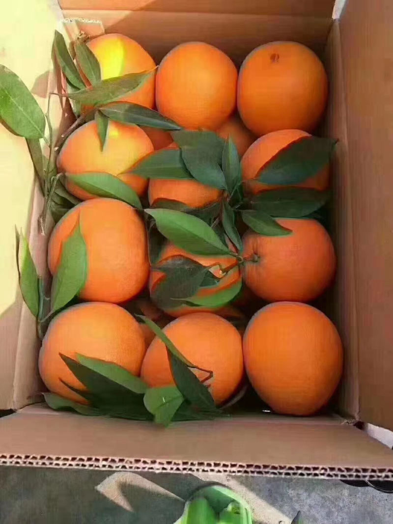 雷波脐橙纽荷尔