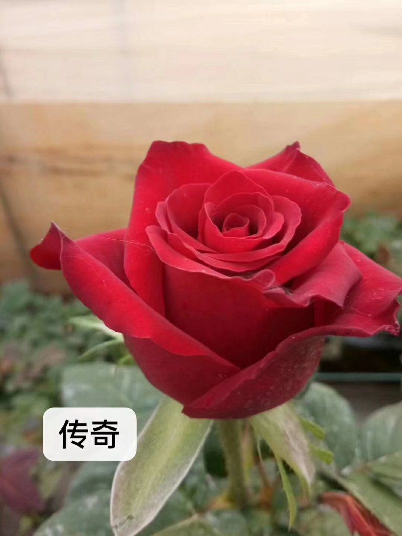 云南食用玫瑰苗可以泡水喝可以做鲜花饼