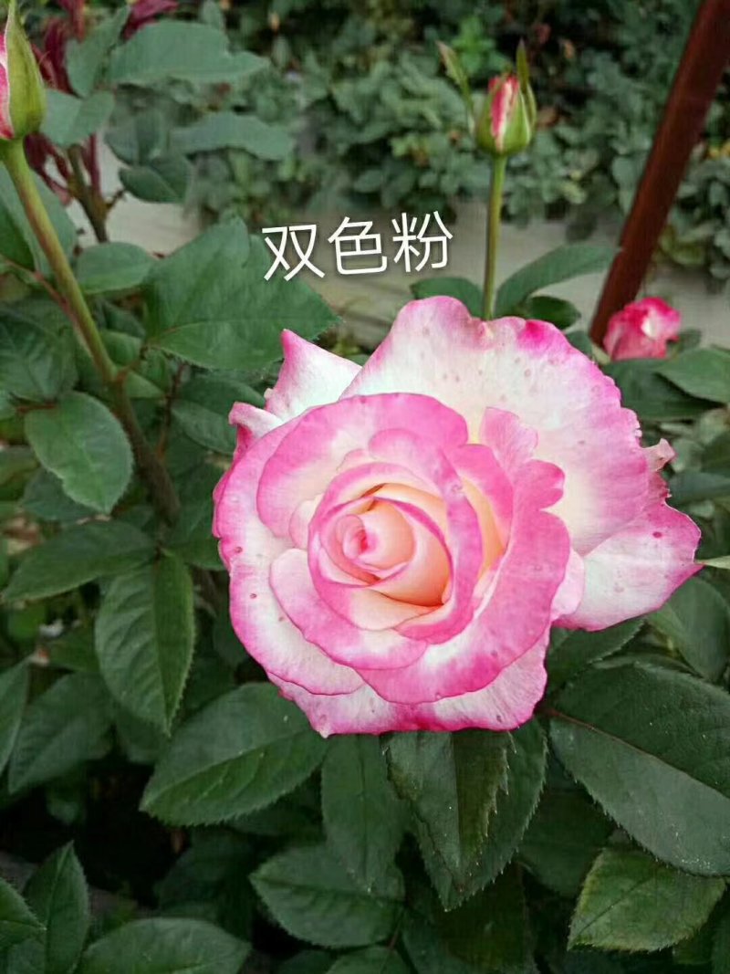 云南食用玫瑰苗可以泡水喝可以做鲜花饼