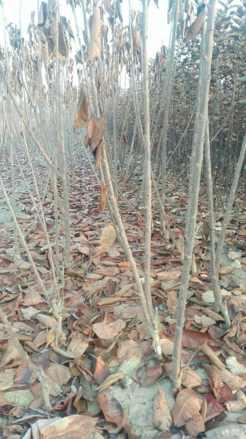 基地直销1公分美早樱桃树苗价格3公分矮化樱桃树苗价格
