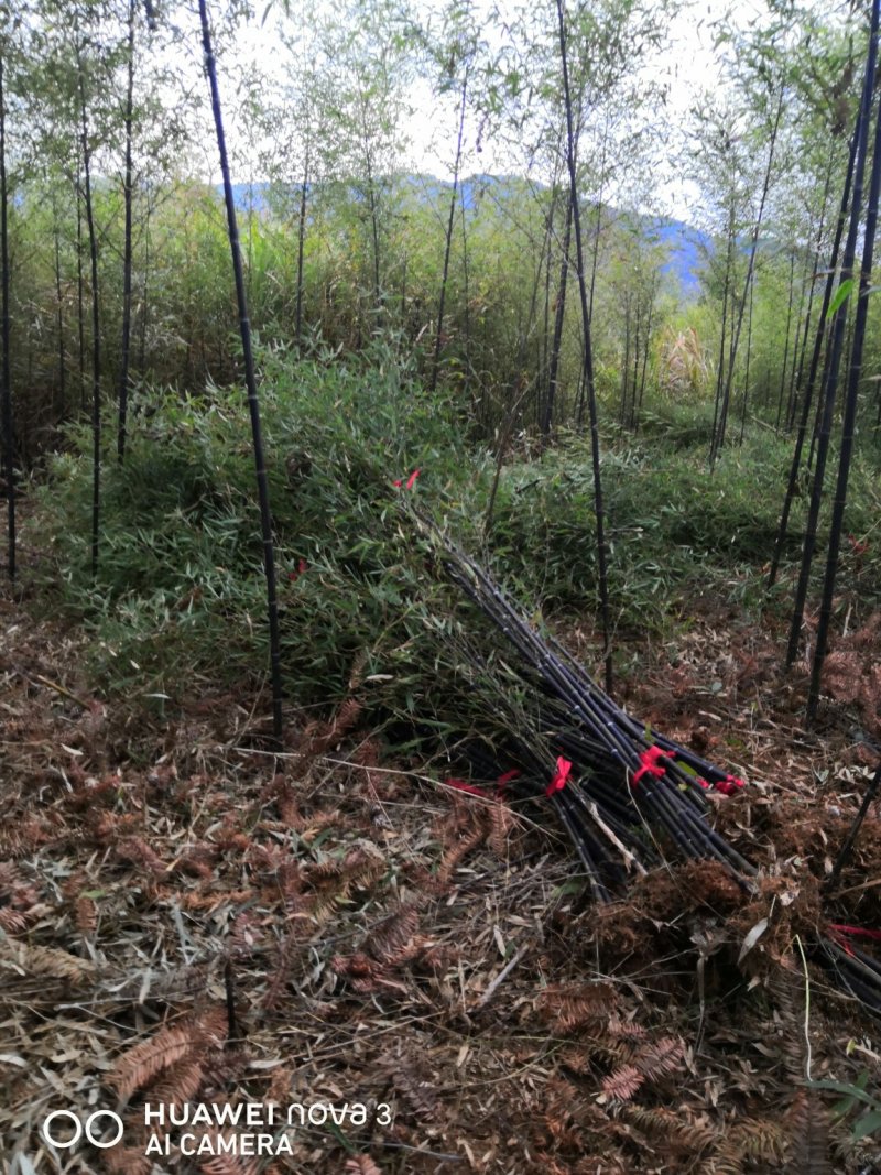 紫竹苗紫竹竹子绿化竹苗竹类植物包技术指导