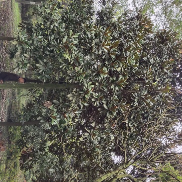 广玉兰，荷花玉兰，成都广玉兰批发，广玉兰供应