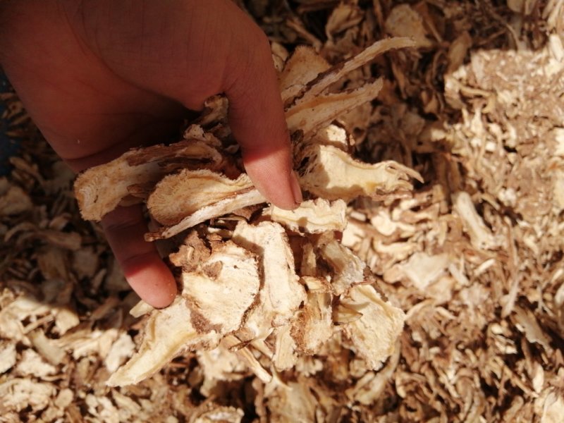 当归甘肃岷县农家自产当归头片产地直销一手货源质保