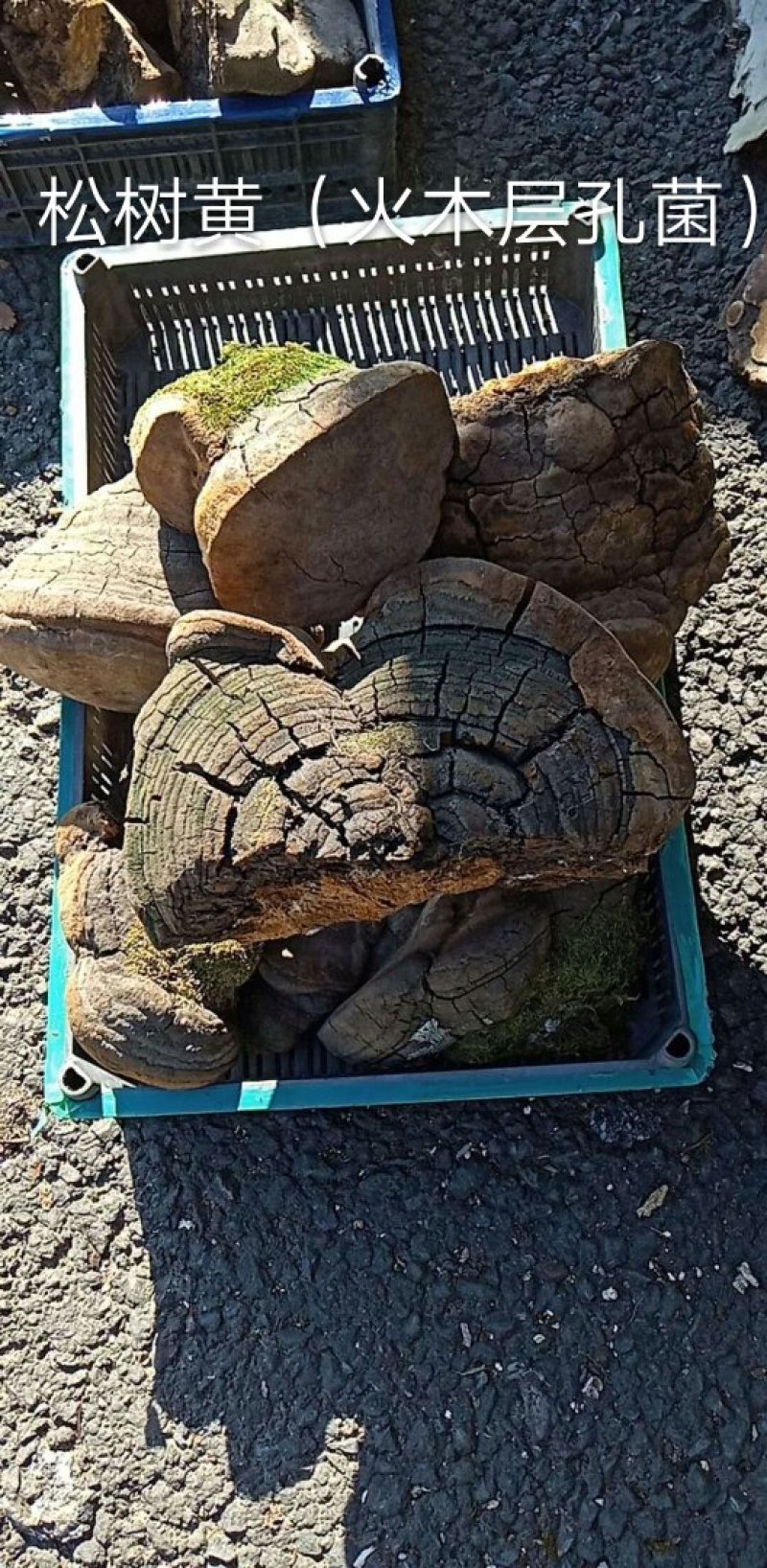 长白山野生灵芝火木层孔菌松树桑黄