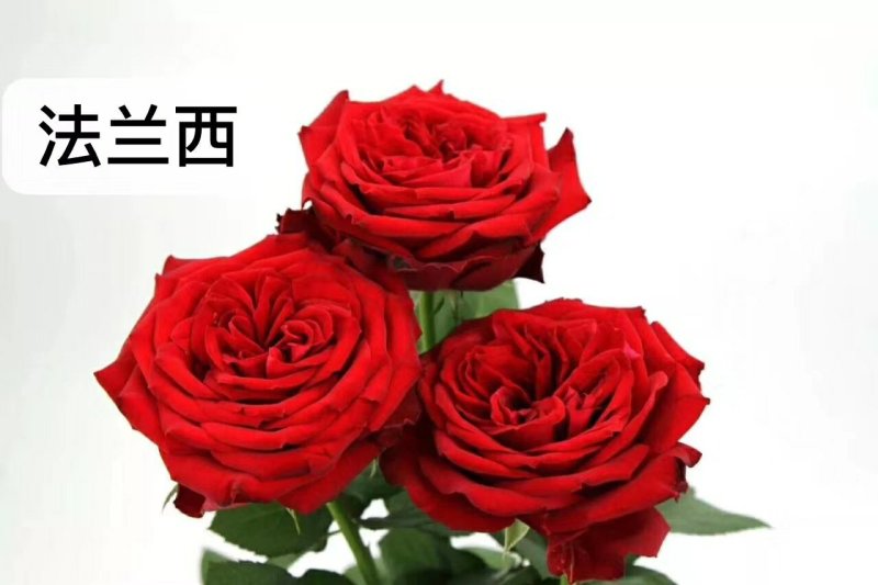 云南盆栽地栽大花月季苗鲜切花种苗基地直发