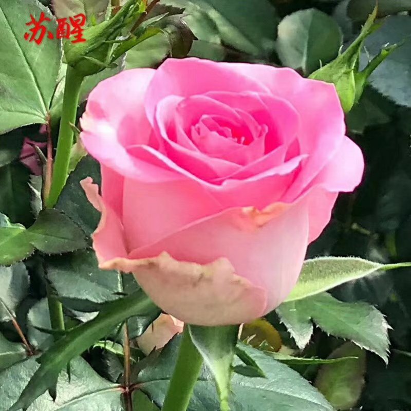 云南盆栽地栽大花月季苗鲜切花种苗基地直发