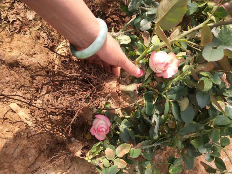 云南盆栽地栽大花月季苗鲜切花种苗基地直发