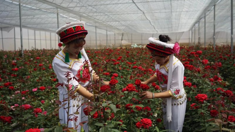 云南盆栽地栽大花月季苗鲜切花种苗基地直发