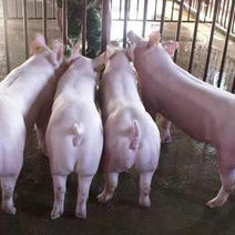 大约克母猪产仔多、生长快3头起、免费送养殖技术全国