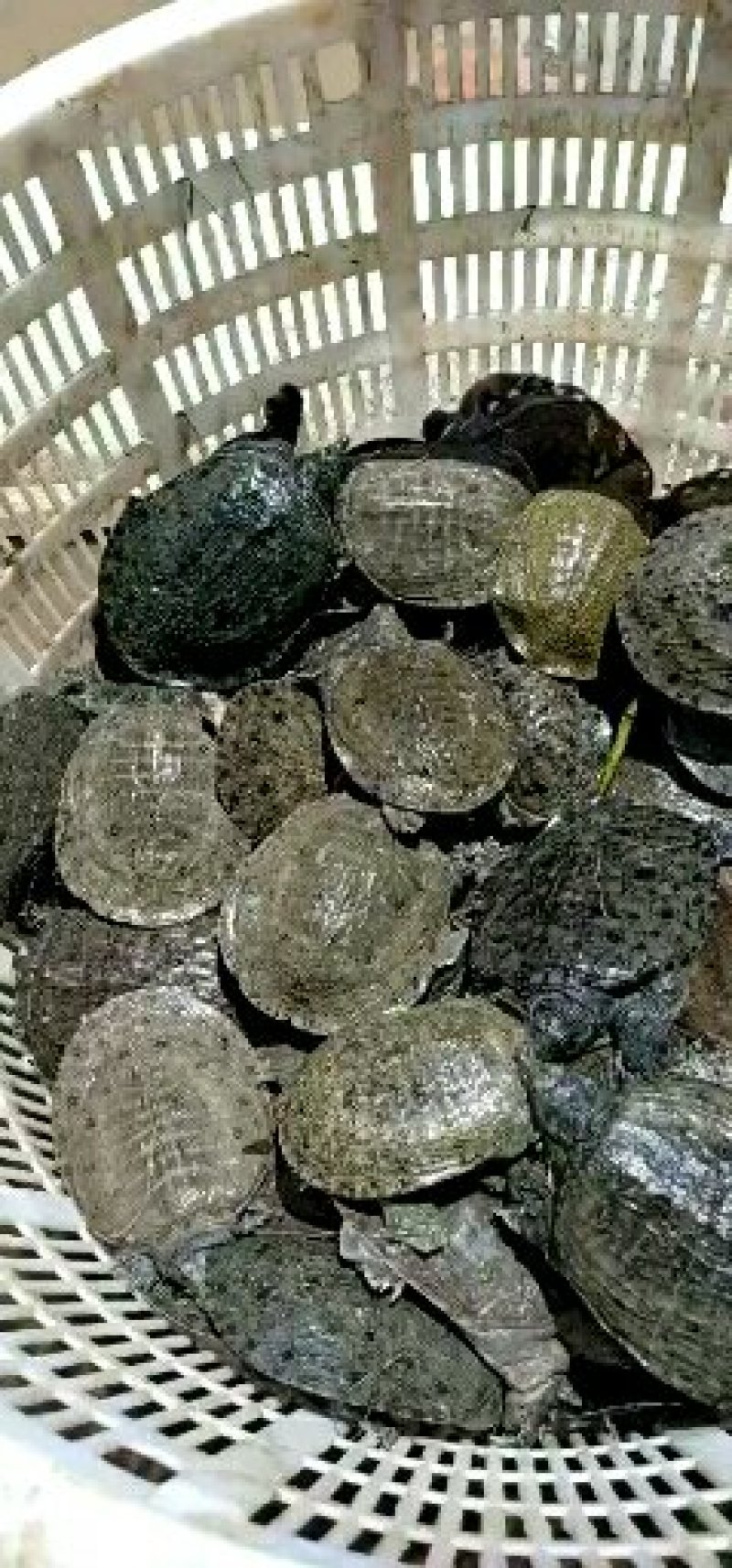 批发冷水乌龟苗甲鱼苗，中华甲鱼，湖南衡阳甲鱼苗中华鳖苗