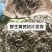 长白山野生黄芪干品
