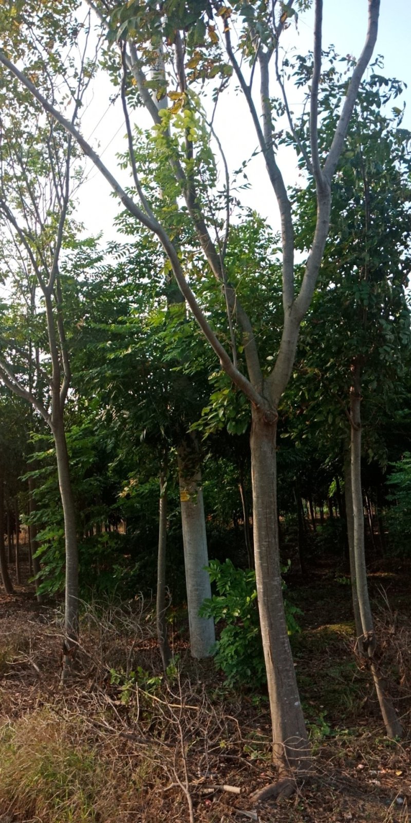 栾树黄山栾树价格优惠