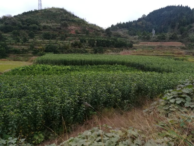 黄金梨苗【梨树苗新品种】丰产梨树苗适应性强，湖南梨树苗木