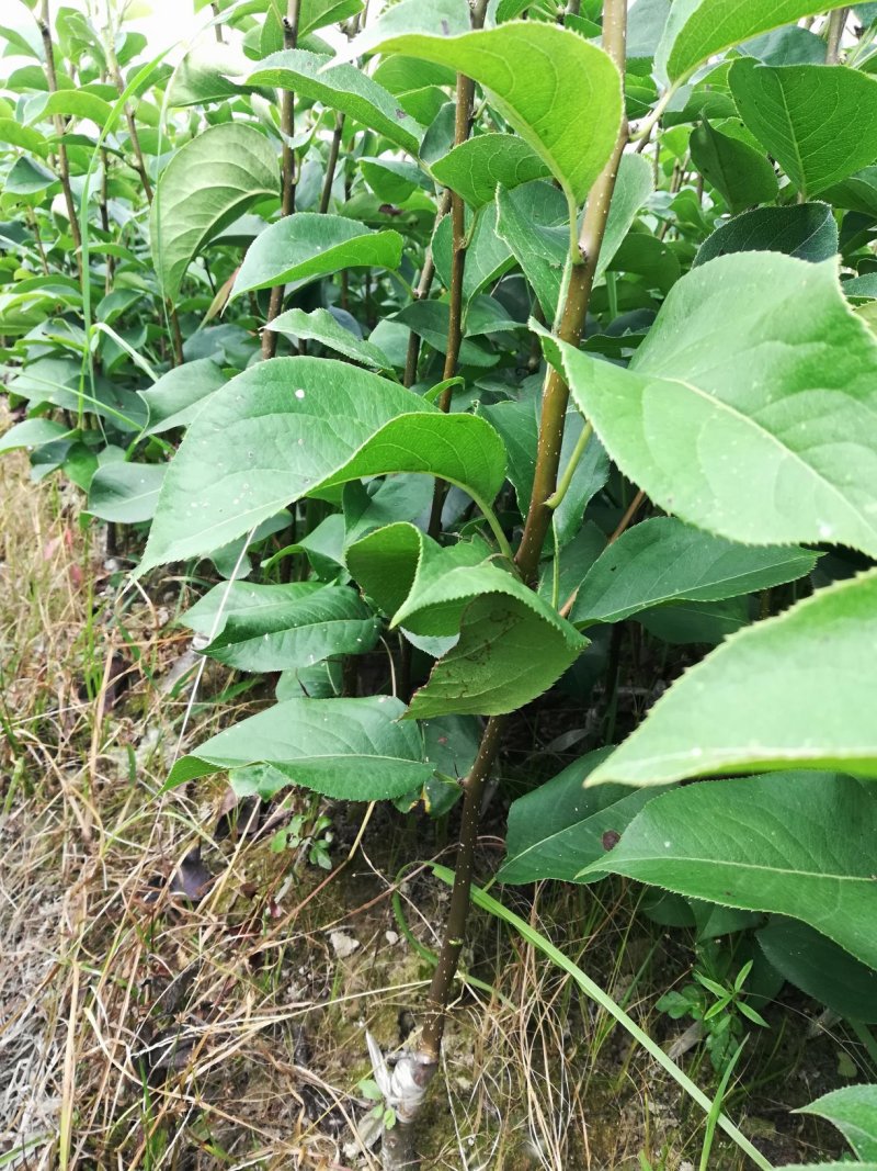 黄金梨苗【梨树苗新品种】丰产梨树苗适应性强，湖南梨树苗木