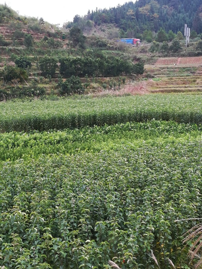 黄金梨苗【梨树苗新品种】丰产梨树苗适应性强，湖南梨树苗木