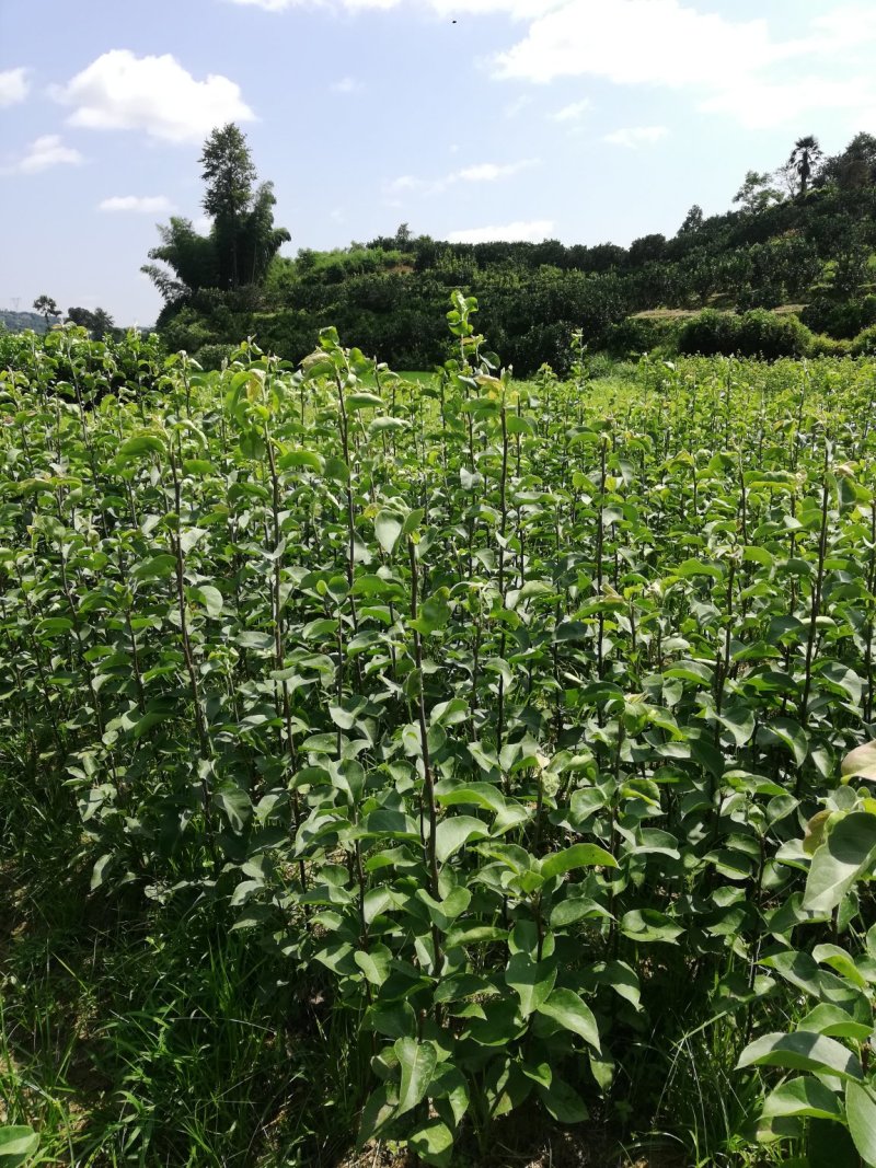 黄金梨苗【梨树苗新品种】丰产梨树苗适应性强，湖南梨树苗木