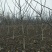基地直销1公分薄皮香玲核桃苗价格占地核桃树苗批发