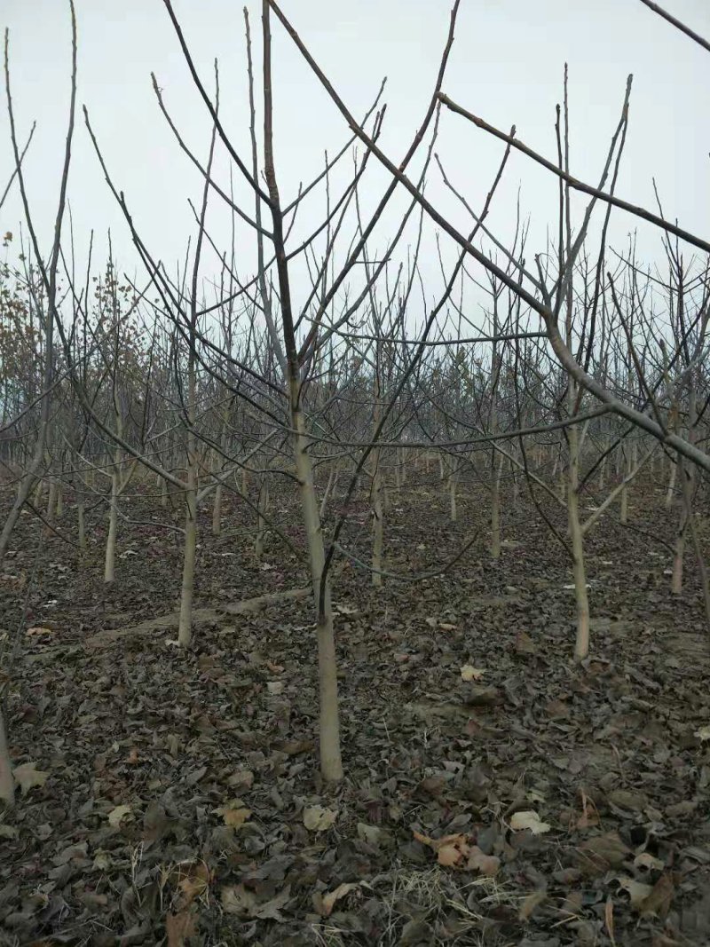 基地直销1公分薄皮香玲核桃苗价格占地核桃树苗批发